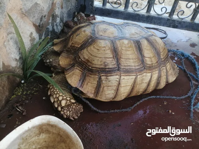 سلحفاة مائيه للبيع