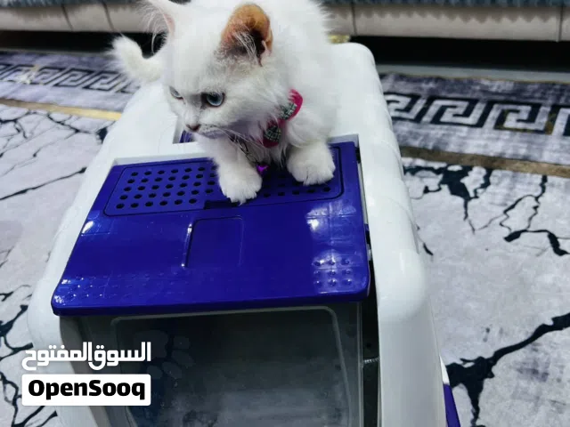 قطة للبيع  المكان البصره / كرمه علي / للطيف مع لمحاقات بيته فقط
