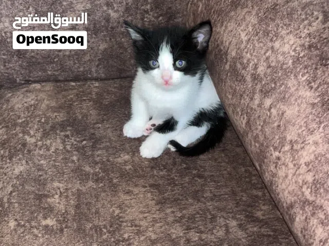 قط منزلي للبيع