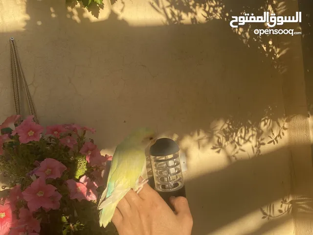 أنثى روز أليفه للبيع