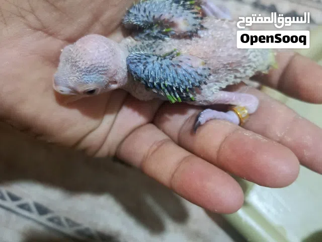 فرخ ببغاء دره هندي