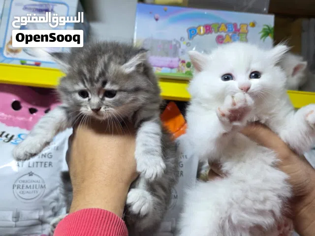 شيرازي مون فيس