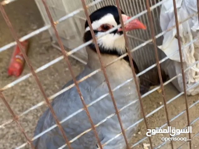 حجل عماني (شنا)