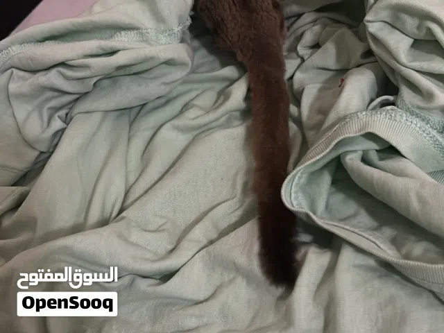 سنجاب طاير ولد