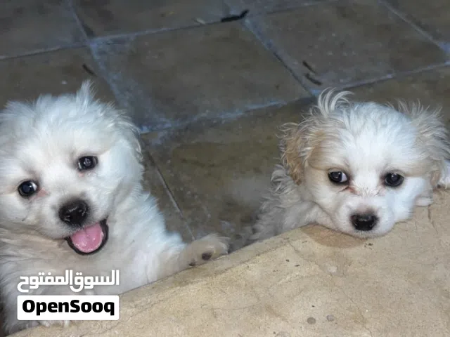 Kokoni Mix dogs for sale