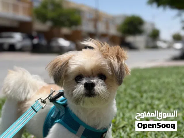 18 Months Old Male Shih Tzu