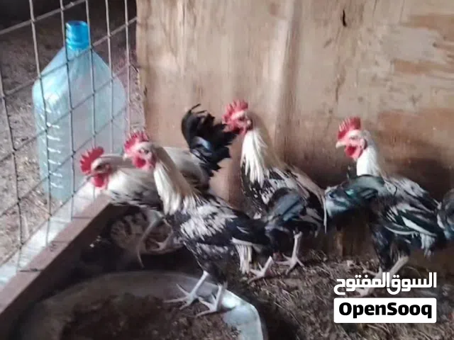 ديوك كويتي ثلجي