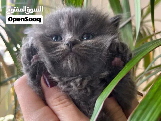 British long hair kitten under 2months old