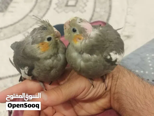 زوج كوكتيل عمر شهرين مفطومات واليفات طينه طاقة وصحة 100%
