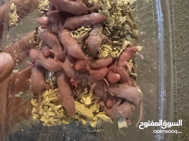 البيج جرذان المختبر فيران المختبر ها مستر متوفر ثعبان المستورد متوفر