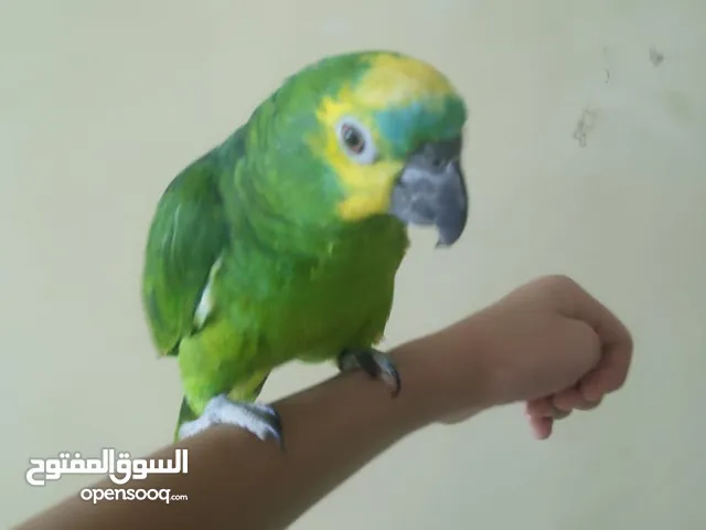 بلو فرن جاكو حجل ذهبي متكلم موجها بقوه دبل جابو