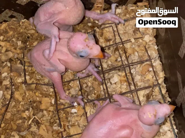 للبيع فروخ دره