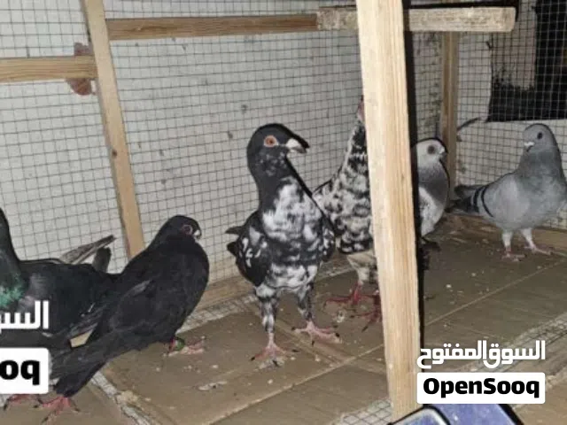 4 جواز حمام العدد 8 حمامات للبيع او للبدل على عصافير او ببغاء ... السعر ادفع بحق الله