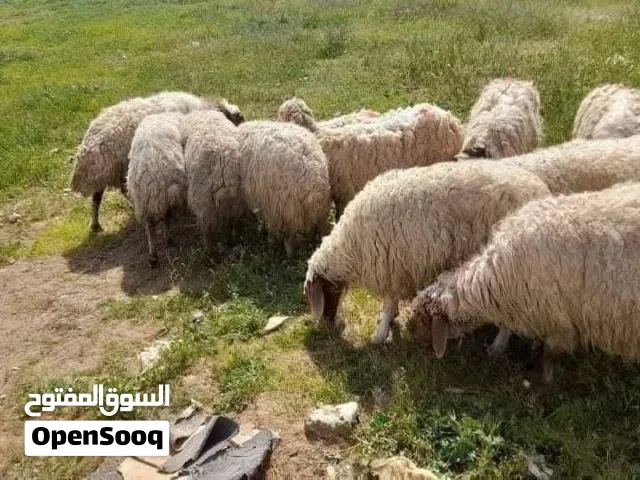 حلال بلدي بصلاة على النبي