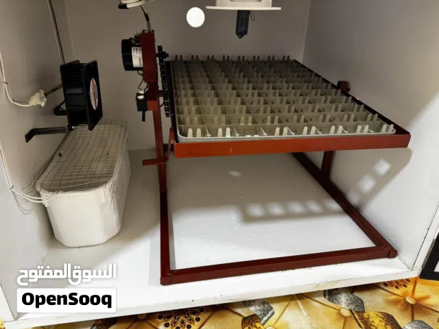 فقاسه اسكار فقست عليها فقسه وحده ما شاء الله عليها تعال افحص قبل ما توخذها