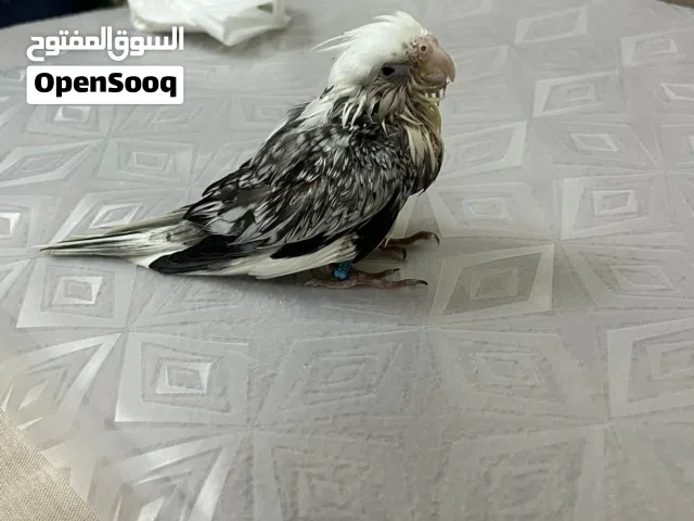طير كروان للبيع العمر شهر ونص غير مفطوم