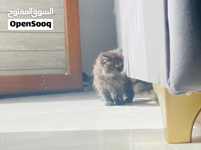 قطة شيرازي
