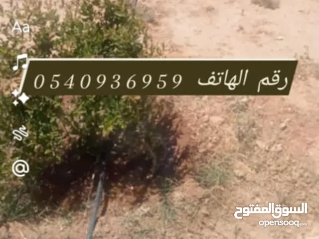 Farm Land for Sale in Djelfa Other