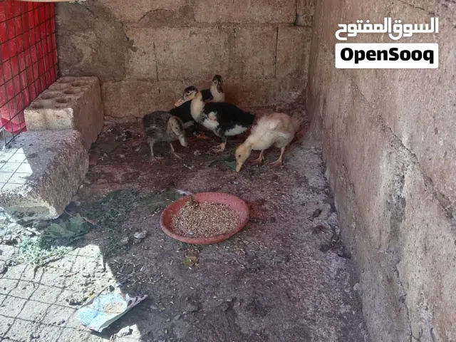 موجود 4 صيصان بط عمر شهر صحا و نضافه سعرهن 10 دنانير من الاخر الموقع اربد الكورا كفرعوان لتواصل على
