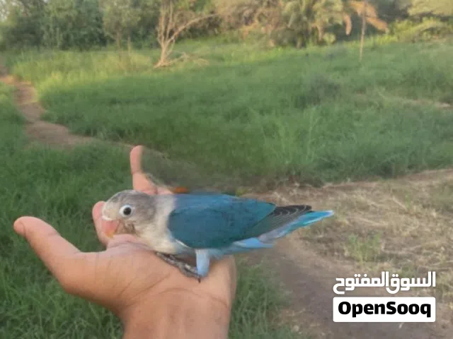 فيشر اليف واضح لون ف صوره