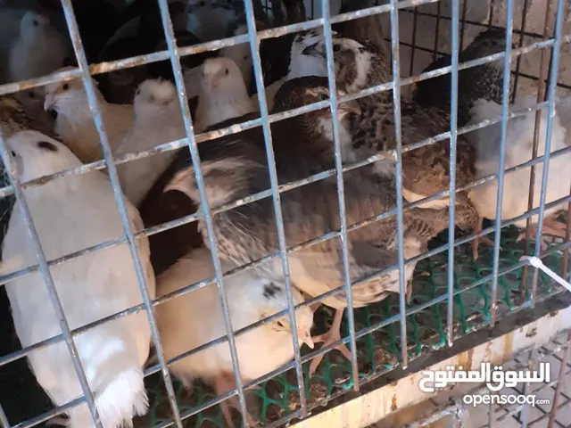 فر للبيع. عمر 23يوم. سوبر جانبو. وزن 160الى170 يوجد فر عمر 17يوم