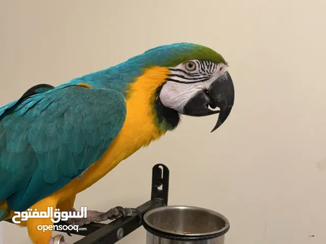 macaw  3 years old