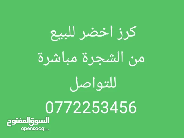 كرز اخضر كمية للبيع