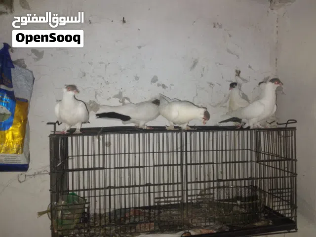 طيور للبيع