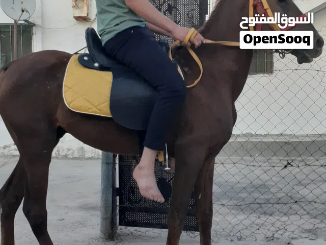 حصان عمره سنتين ونص ساغ سلم قطعه صلاة النبي عليه دم حامي ركوب نخب اول للبيع