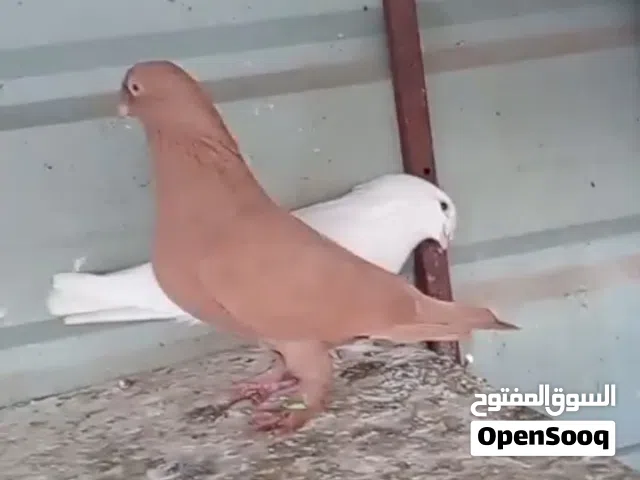 حمام للبيع