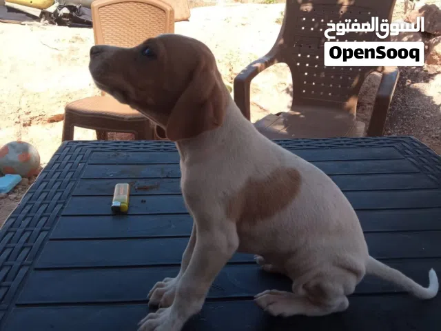 كلبه بونتر صحه كويسة ماخذة مطعوب معها كرت مطعوم عمرها 55 يوم انتى للبيع