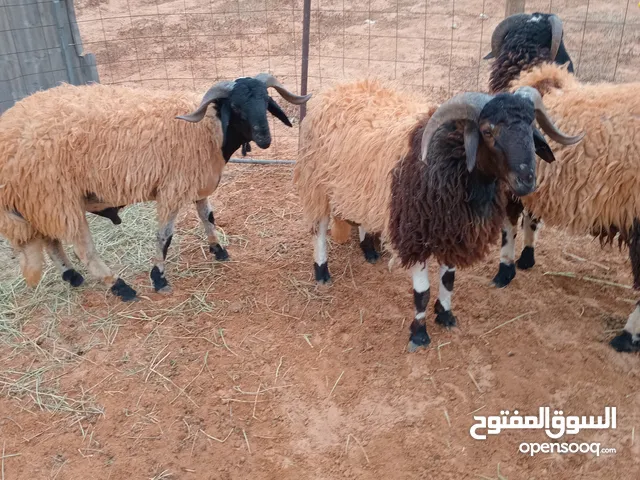 اضاحي للبيع جملة