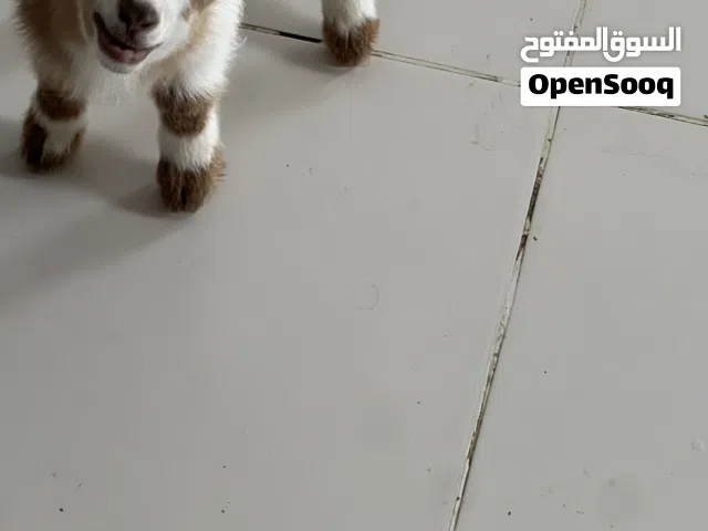 ماعز قزم ذكر