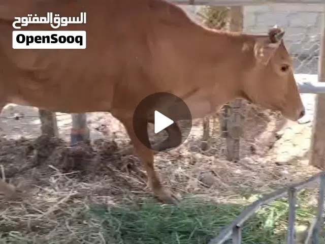 للبيع بقر محليات 2