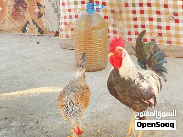 متاح بيض خط اول شرط الشد شوكي دندراوي فواتح +شمسي+كحلي سعودي.يوجد توصيل داخل مركز البصرة