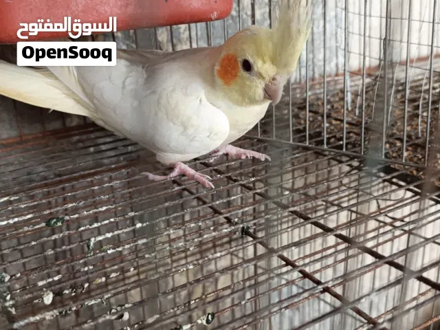 طيور كوكتيل للبيع 3ازواج طيور نضيفه كلش ومضمونات