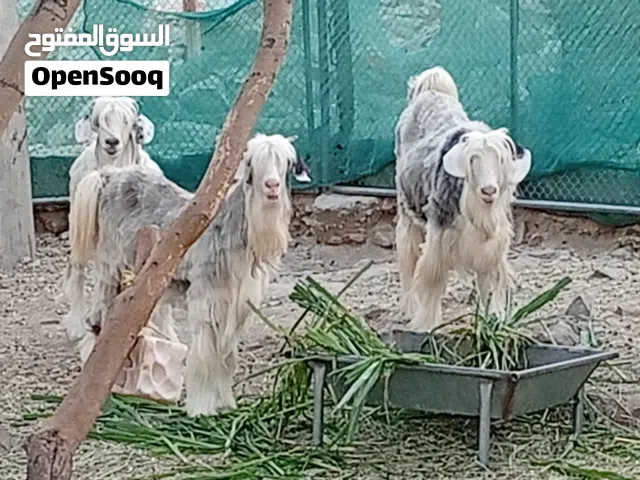 هوش للبيع العدد 3