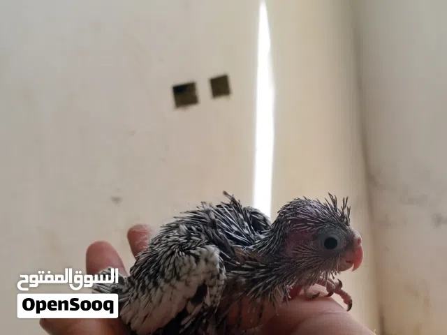 فراخ كوكتيل زق يدوي