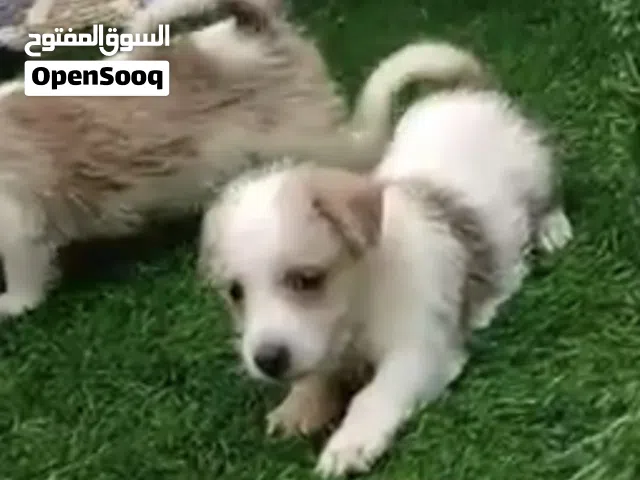 Adorable puppy s
