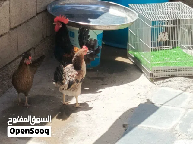 سلام عليكم  دجاج كويتي دجاجتين وديج
