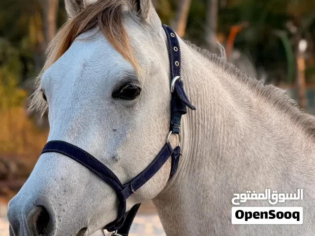 سيسي للبيع