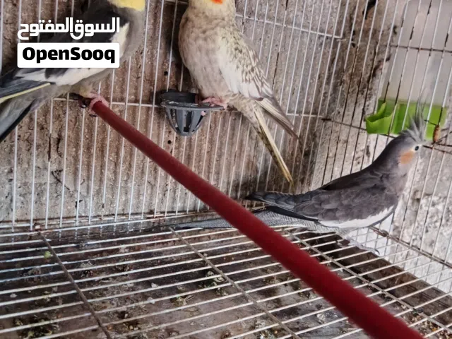 طيور كوكتيل للبيع جوز +طيرة