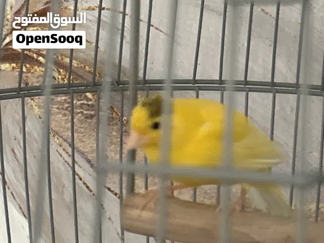 كناري للبيع