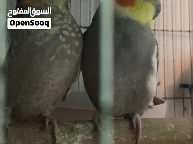 طيور كوكتيل شغالات بالصلاة على النبي للبيع المشتري ما بقصر معه باذن الله