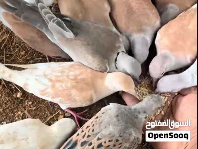 حمام راعبي للبيع +زوج بط لون ابيض + سـ كب نضيفه
