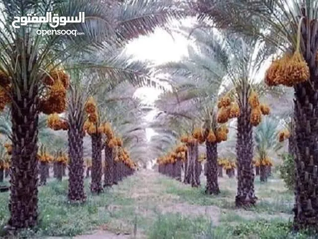 Farm Land for Sale in Salt Al Balqa'