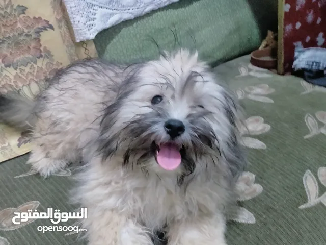 كلب شيتزو بيور عمر 4 اشهر