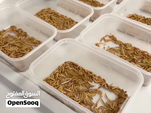 mealworms pet food for captive reptiles,fish,birds100