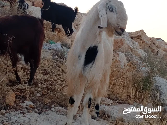 للبيع تيس عجمي كفاله هداد علي ردد كفاله