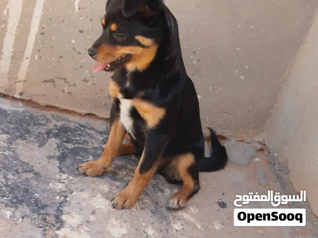 جرو شيواوا للبيع